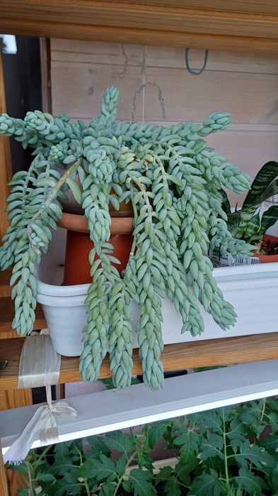 Продам ампельный суккулен