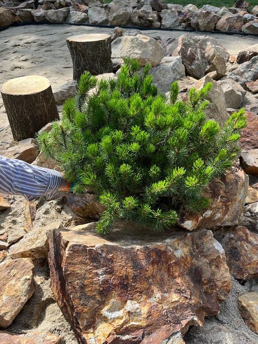 Piatra naturala decorativa travertin marmura thassos granit