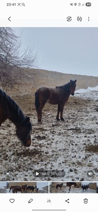 Продам жеребцов количество 8 голов