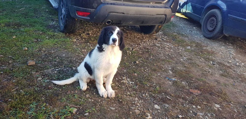 Cățelușe Ciobănesc Românesc de Bucovina – SUPERBE, din linii de elită!