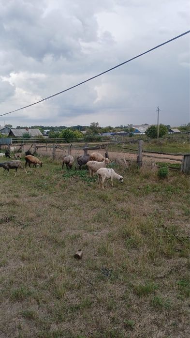 Продам бараны и овцы.