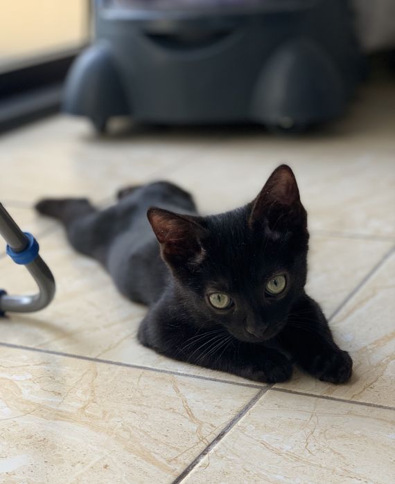 Котенок ищет любящую семью