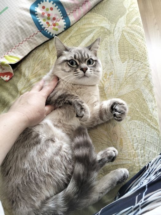 Отдам даром кота в добрые руки