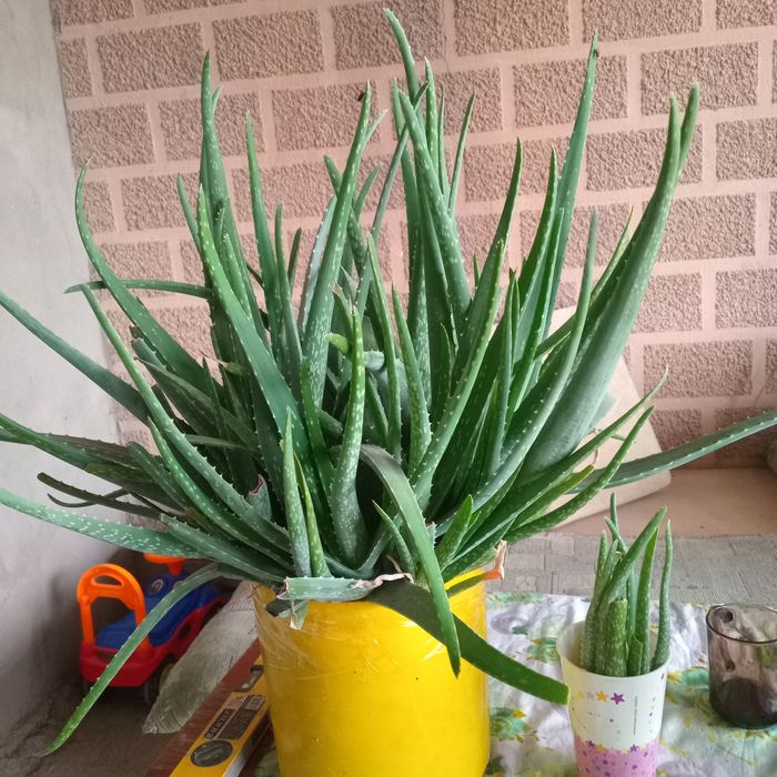 Алоэ отростки. .