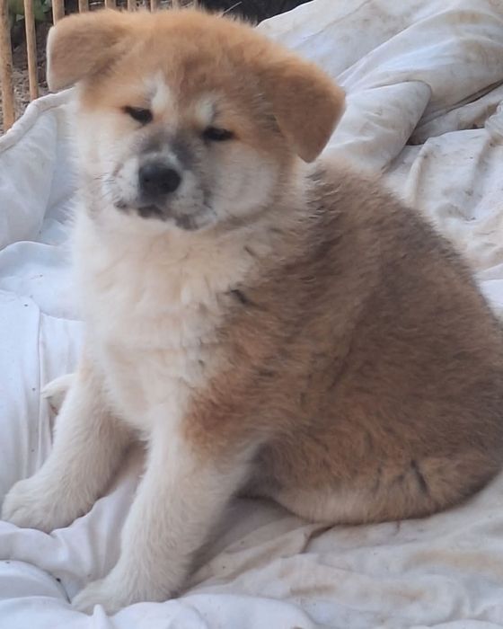 Catelusa Akita Inu