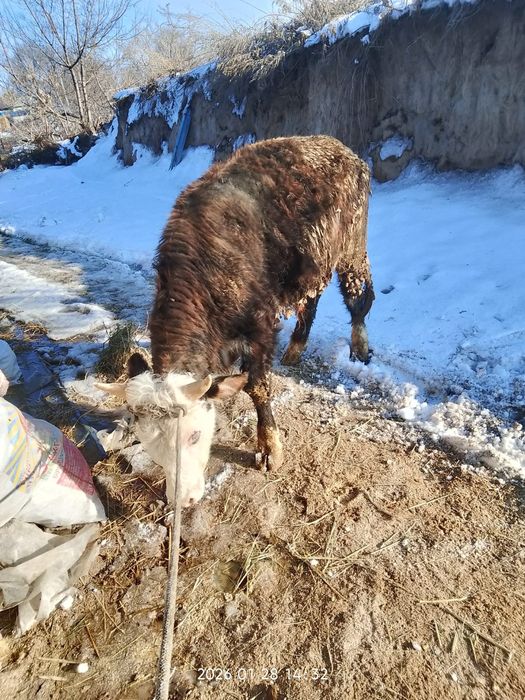 Продам хорошего быка