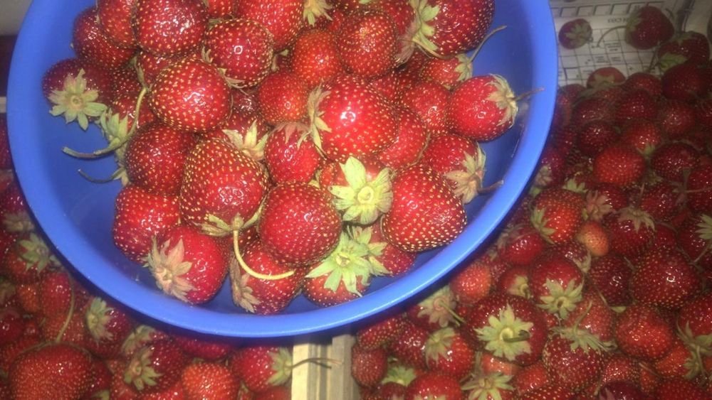 Рассада клубники