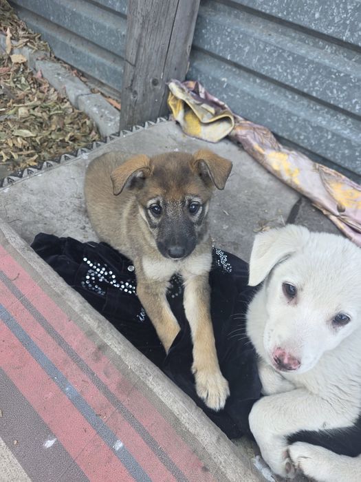 Мишелька девочка 2 месяца