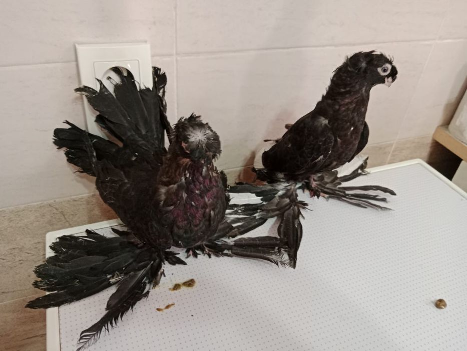 Продам   голубей