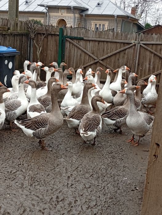 De vânzare gâște și gascani