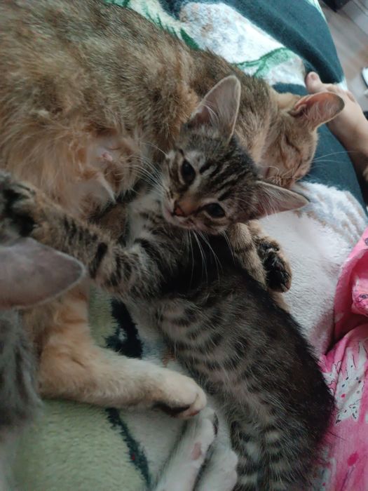 Котенок девочка бесплатно