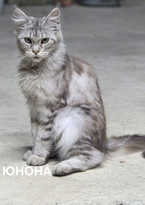 Котята Мейн-кун из питомника
