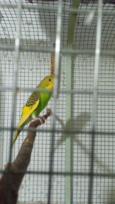 Продам волнистого попугая