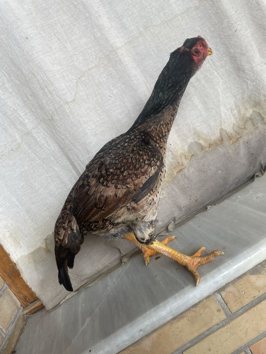 Yapon shamo tuxumga yaqin tulak tovuq 750 ming