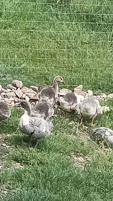 Vand Gaste 130 de lei