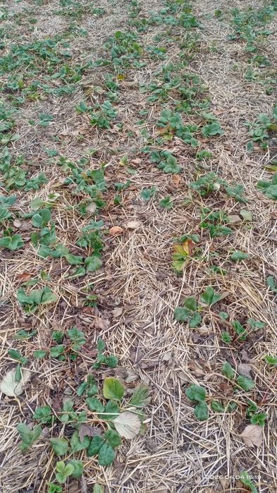 Клубника элитных сортов