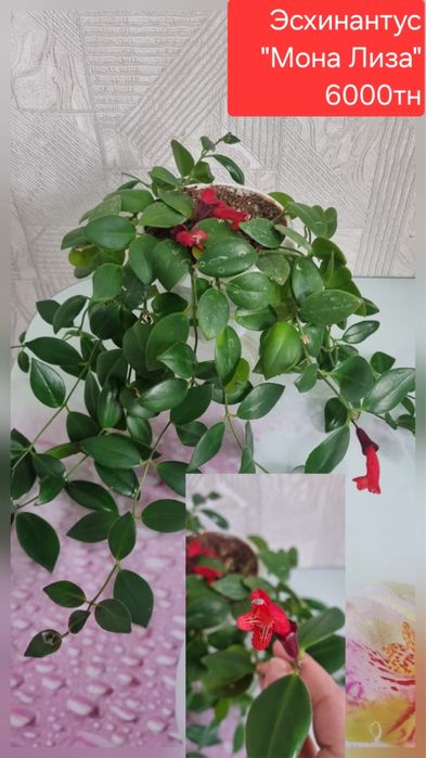 Продам фаленопсис «Дикий кот» и эсхинантус