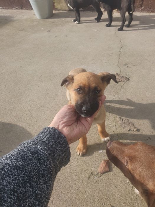 Щенки в добрые руки