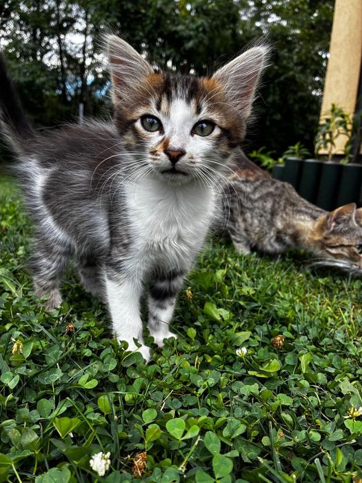 Oferim spre adopție pui de pisica cu varsta de 10 săptămâni!