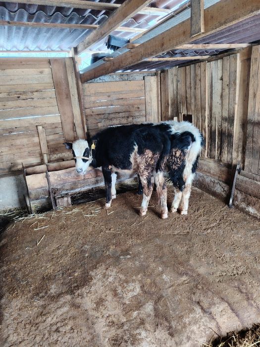 Город Шымкент...