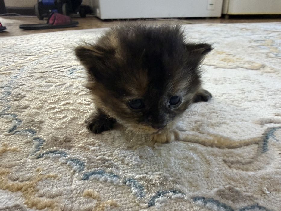 Котят в хорошие Руки