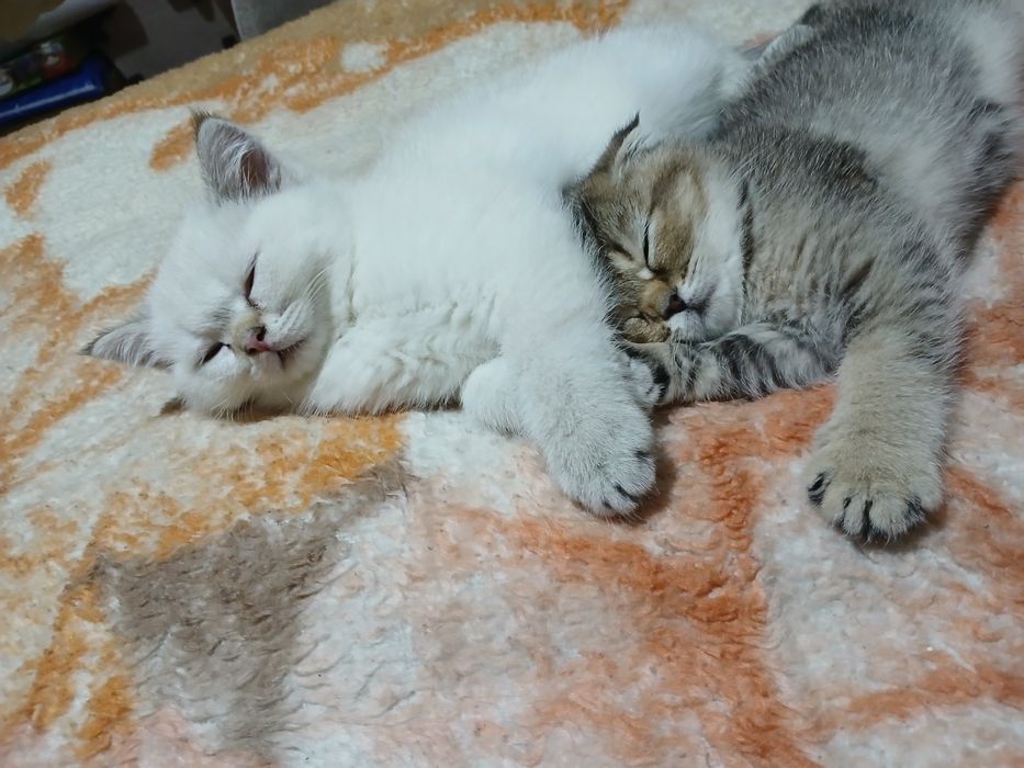 Продаю чистокровных котят шиншилы