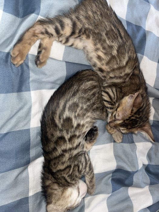 Продам котенка  мальчик бенгал срочно
