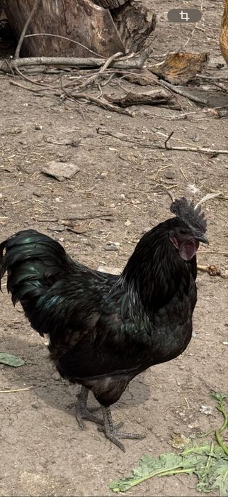 Петушки Ухейлюль , Шымкент