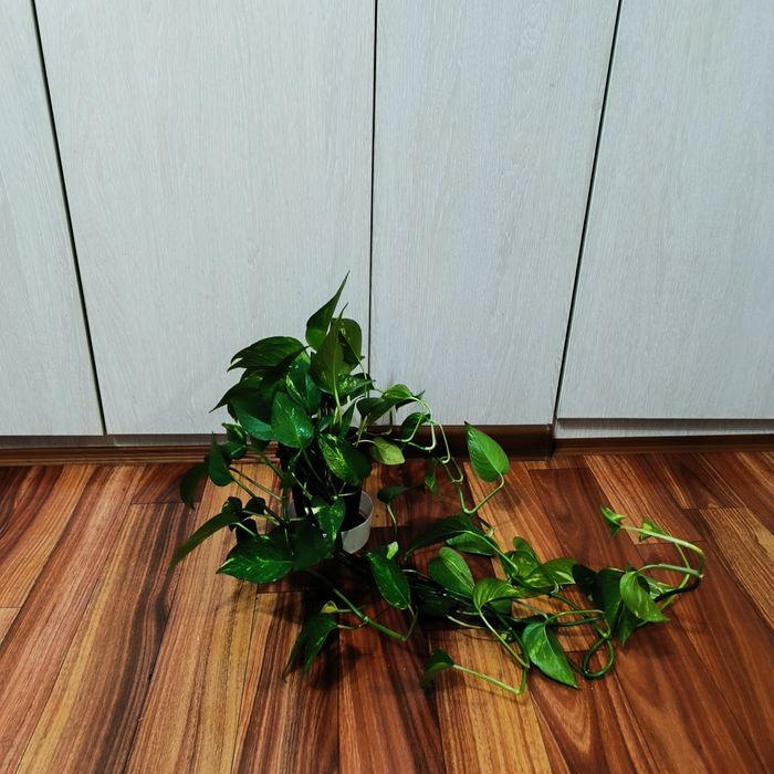 Комнатные растения -Эпипремнум