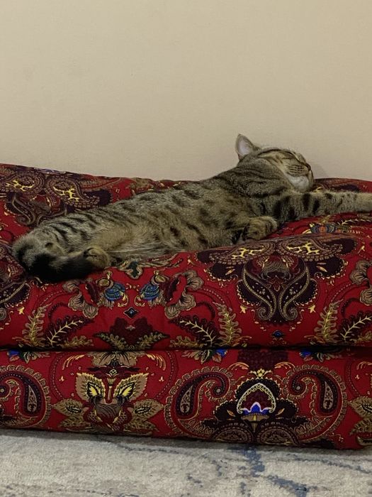 Британский шиншилла жуда акилли мушук