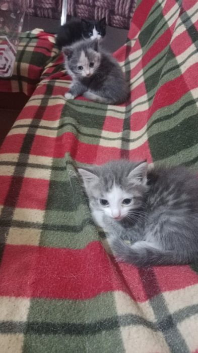Отдам котят в добрые руки