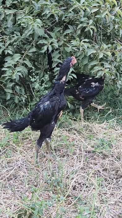 Kulangi dakan jôjalar