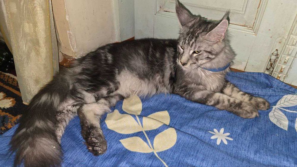 Продажа Мейн-кун, Мейнкун сотилади.