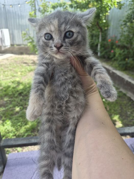 Отдам котят в хорошие руки