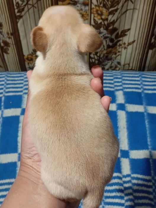 Щенки чихуахуа продажа