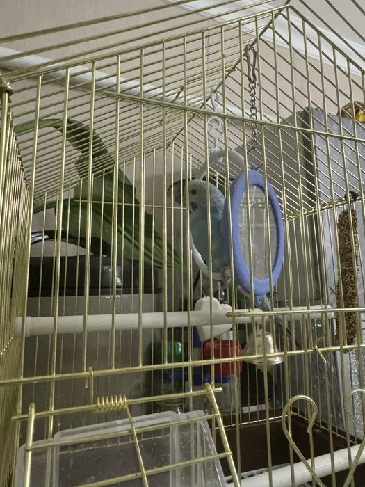 продам попугая голубого окраса