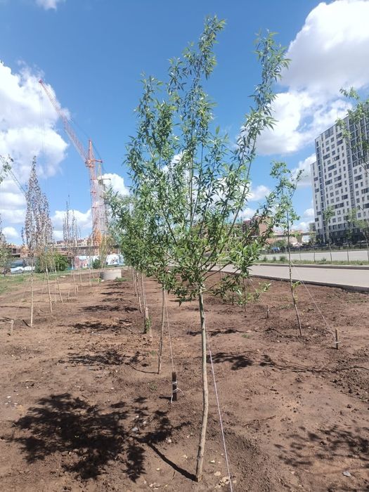 Озеленение. Благоустройство