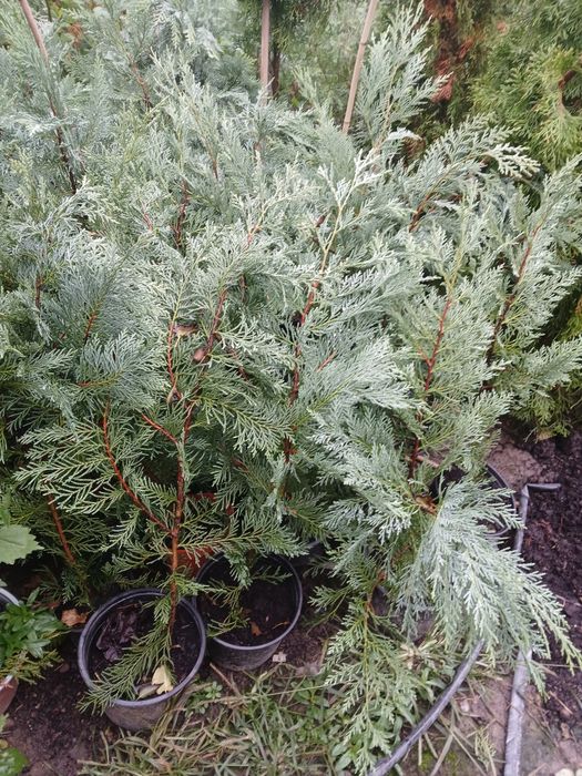 Plante ornamentale