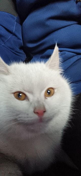 Британский котик