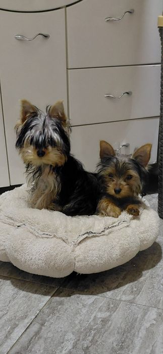 Продавам мъжко и женско мини йорки