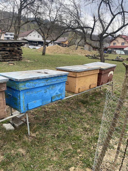 Vand 6 stupi de albine