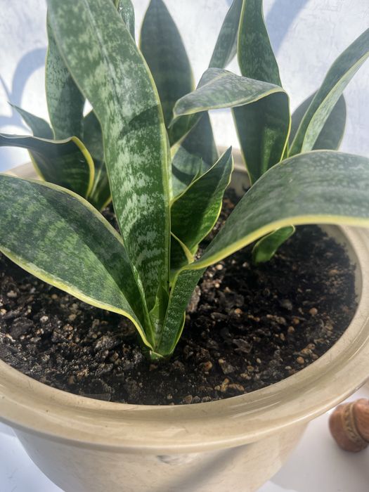 Продам комнатные цветы