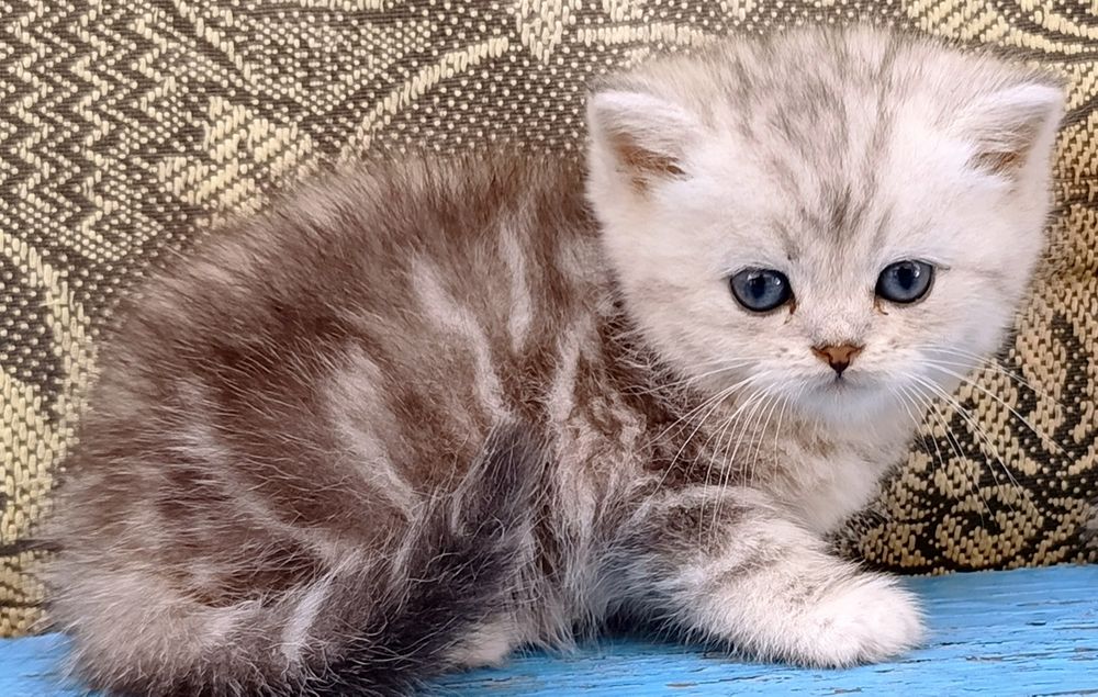 Продаются котята  Scottish straight.