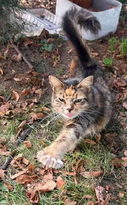 [ADOPȚIE PISICA PIATRA-NEAMT] – Domnișoară Torbie deosebită isi cauta casa (<1an))