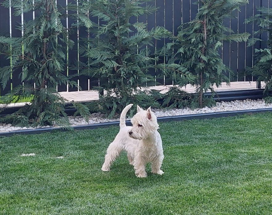 Catelusa Westie Highland White Terrier 1 an cu pedigree