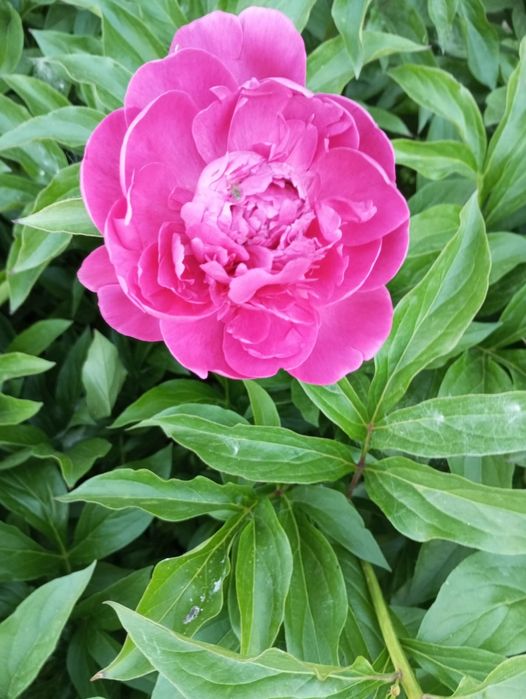 Продам дачу текстильщик 1