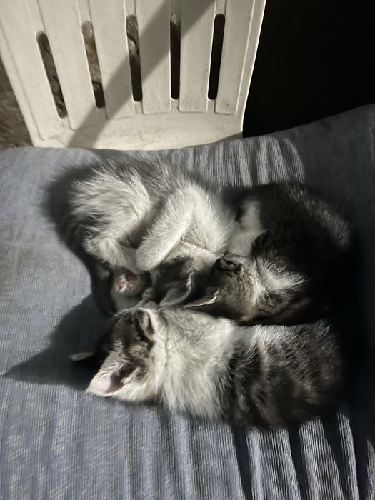 Продается 3 домашних котят