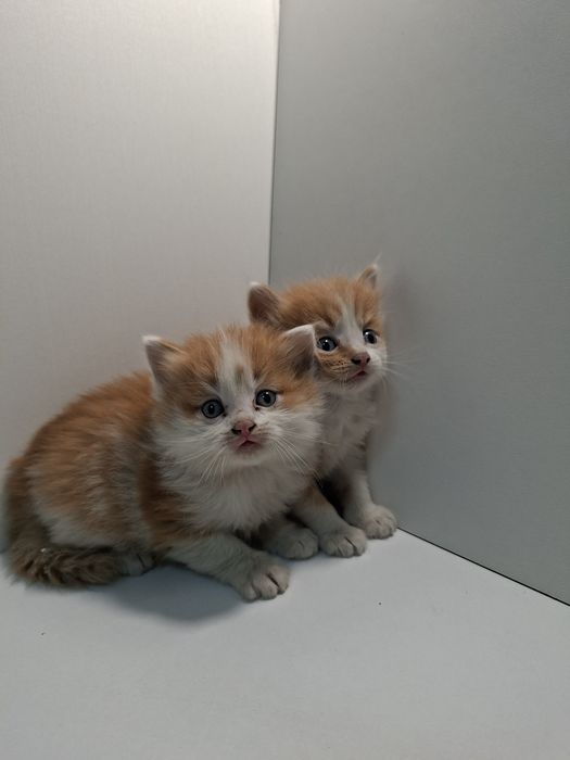 Отдам в добрые руки котят кошечек