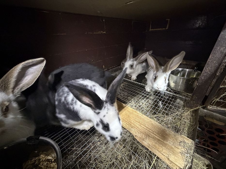 Кролики домашние