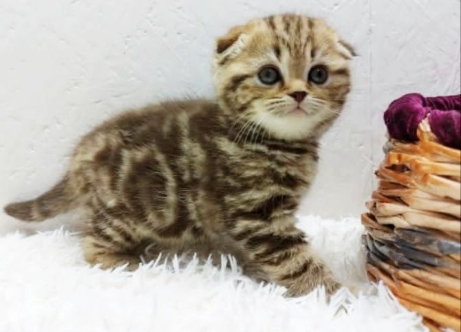 висЛоуХие ШотЛанДские